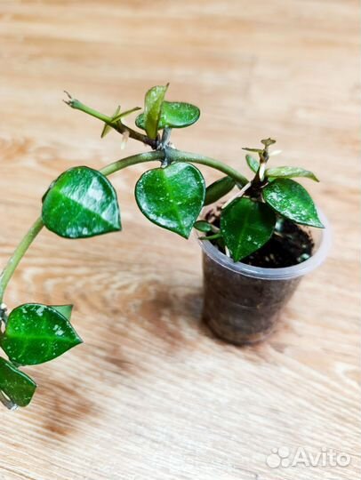 Хойя Лакуноза Эскимио