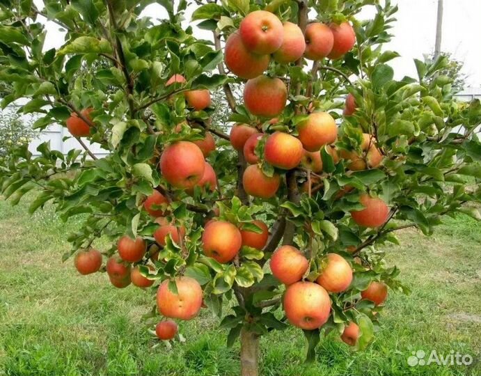 Яблоня Чемпион
