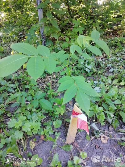 Саженцы маньчжурского ореха