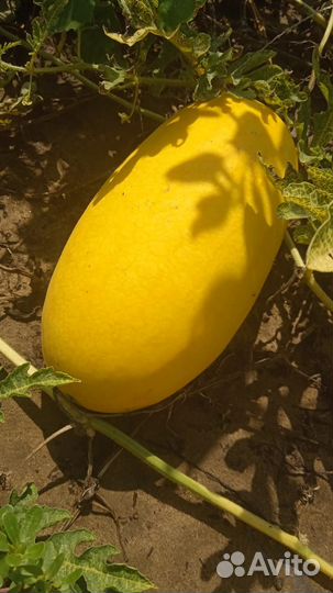 Продаю арбуз оптом