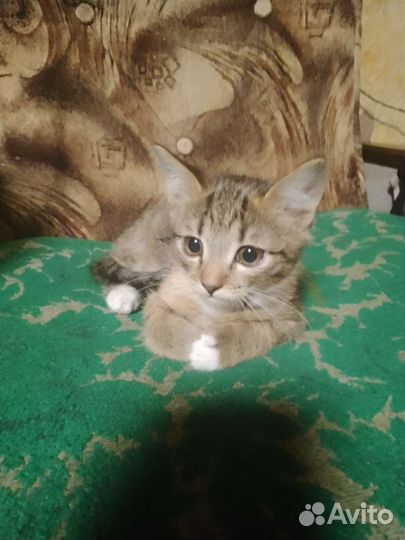 Домашние животные котята