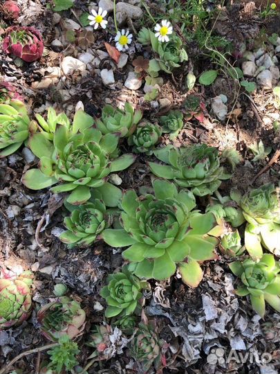 Молодило каменная роза суккулент растение