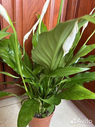 Спатифиллум крупноцветковый
