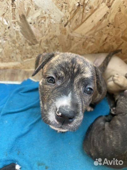 Щенки американского стаффорда