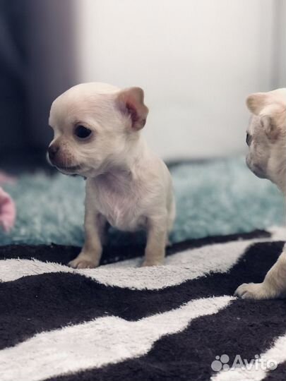 Щенки Чихуахуа