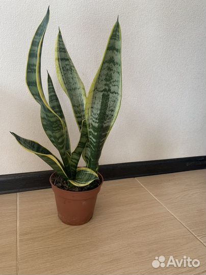 Комнатные растения