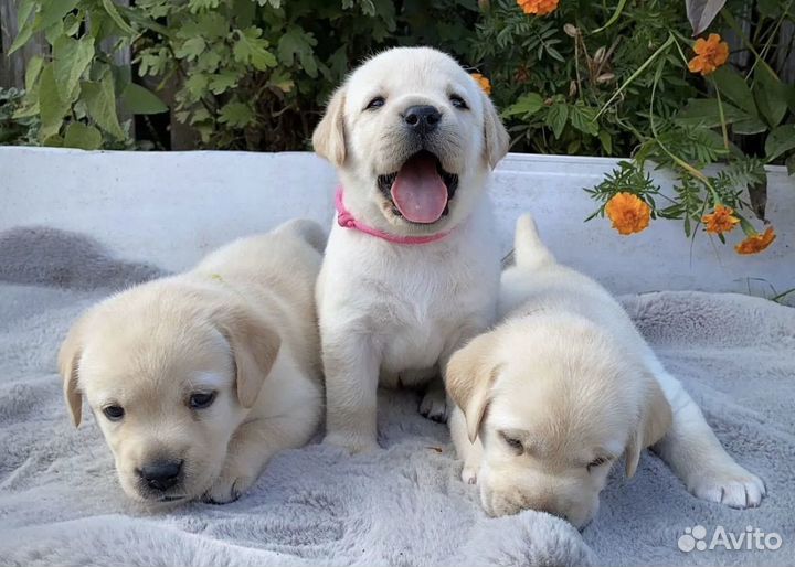 Щенки лабрадора