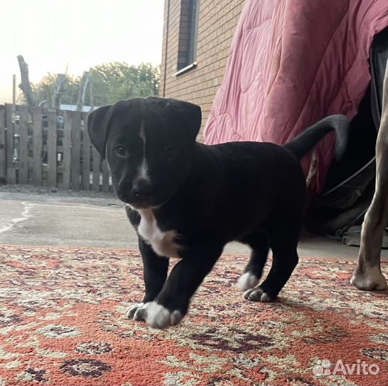 Собаки щенки бесплатно