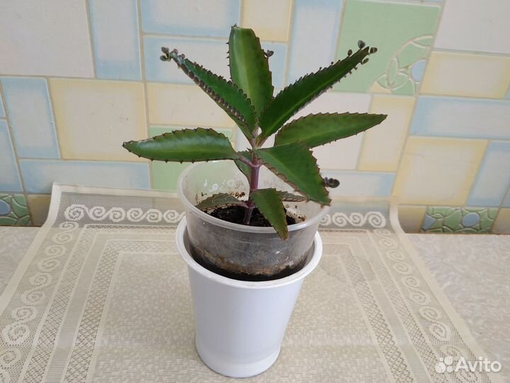 Каланхоэ Дегремона лечебный