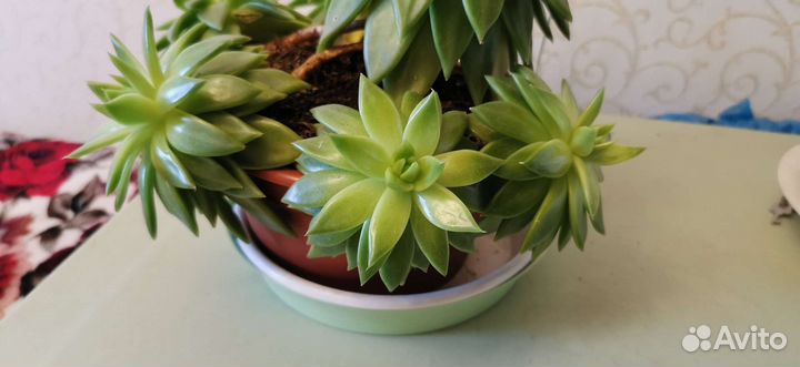Суккулент кактус Эхеверия растение