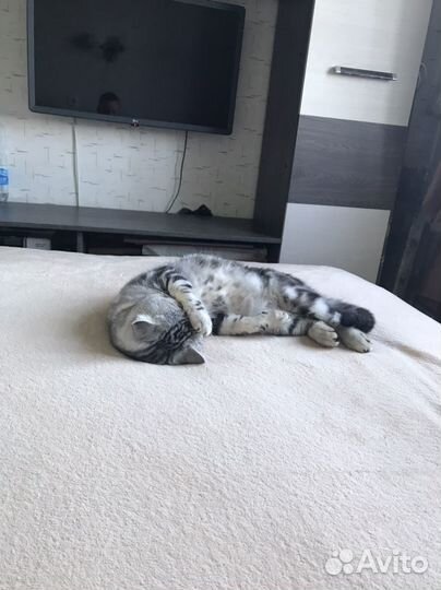 Тренер по стендофф 2