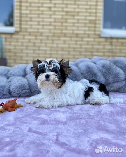 Кукольный мальчик породы Бивер