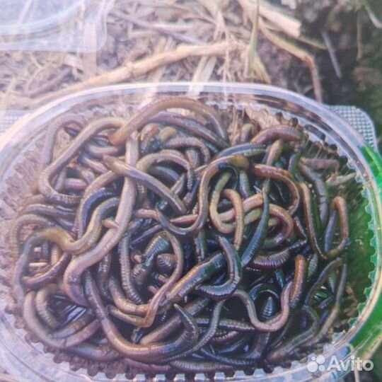 Черви для рыбалки