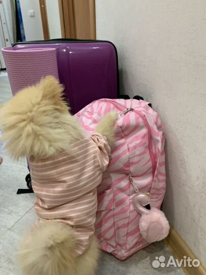 Щенки померанского шпица