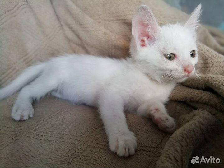 Котенок в добрые руки