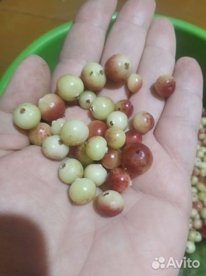 Клюква свежая