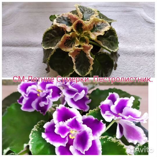 Фиалка в горшках