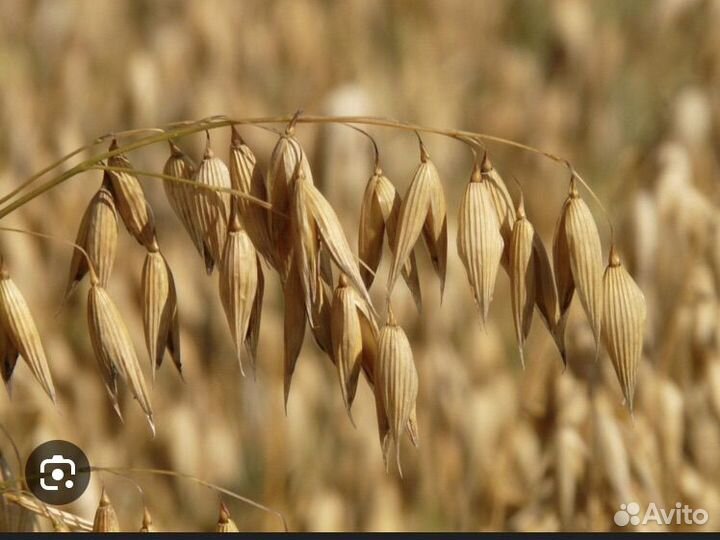Продаю овес