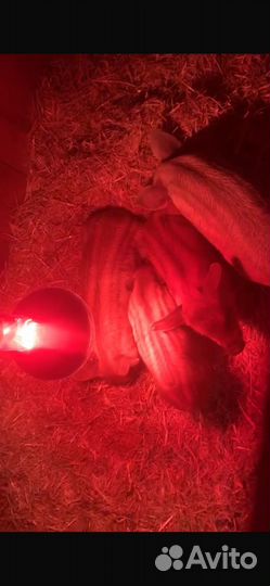 Поросята венгерской мангалицы