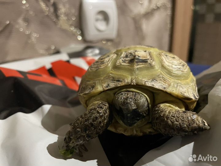 Черепаха