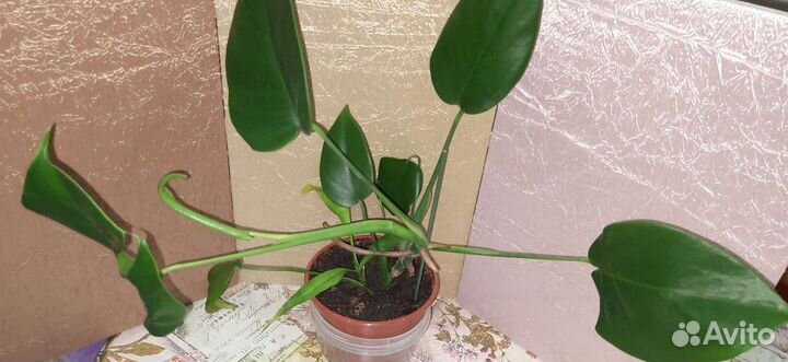 Монстера и бамбук