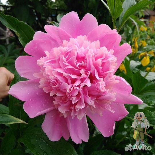 Пионы Цветы для сада