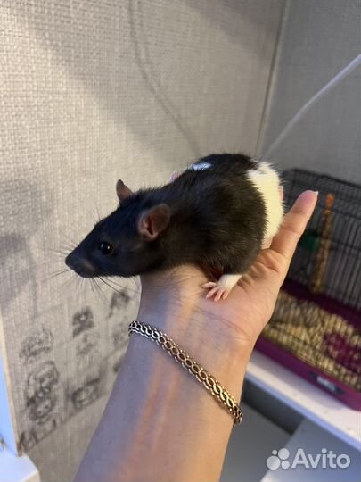 Крыса с клеткой