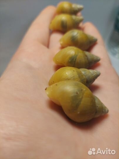 Улитки ахатины