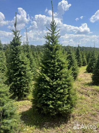 Пихта Корейская с доставкой с полей