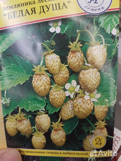 Клубника Земляника Ремонтантная