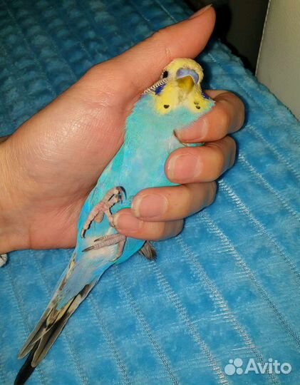 Консультации по содержанию попугаев