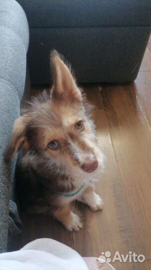 Отдадим щенка в добрые руки