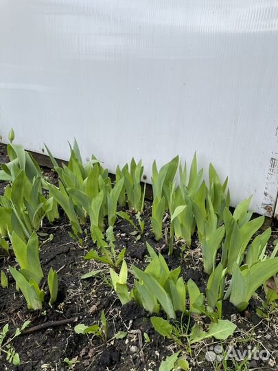 Многолетние цветы для сада