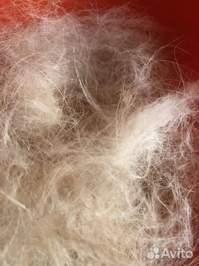 Собачья шерсть