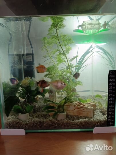 Аквариум
