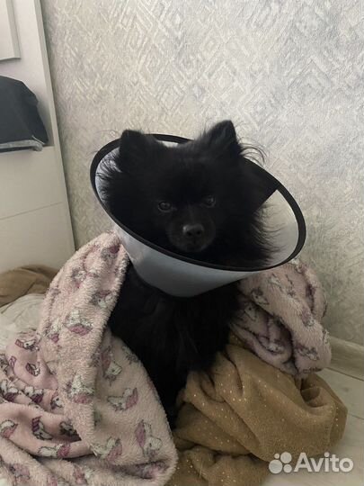 Воротник защитный на липучке 15см