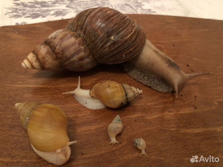 Улитки ахатины