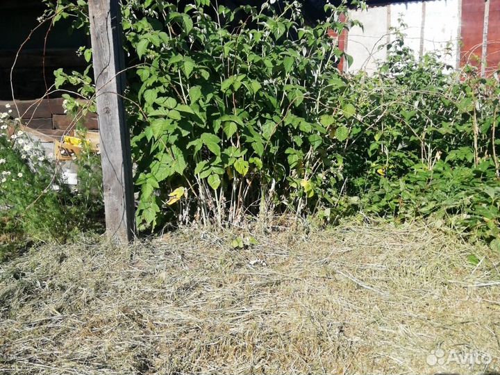 Скошу траву, котовая выросла на твоём участке, это