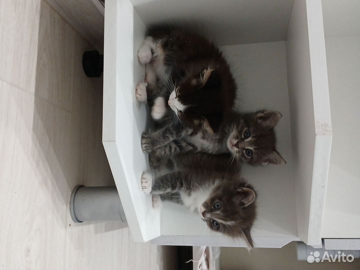 Котята в добрые руки бесплатно