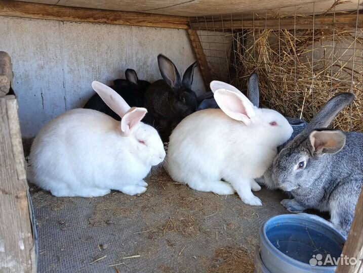 Белый паннон