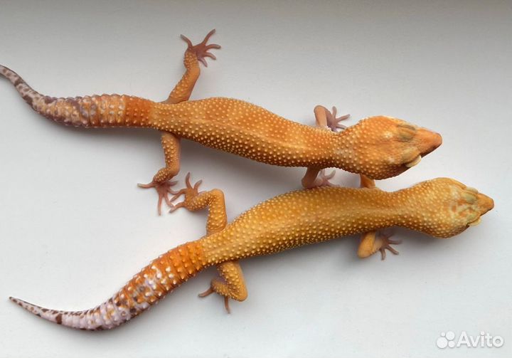 Эублефары Sunglow TA 2023 самцы подростки