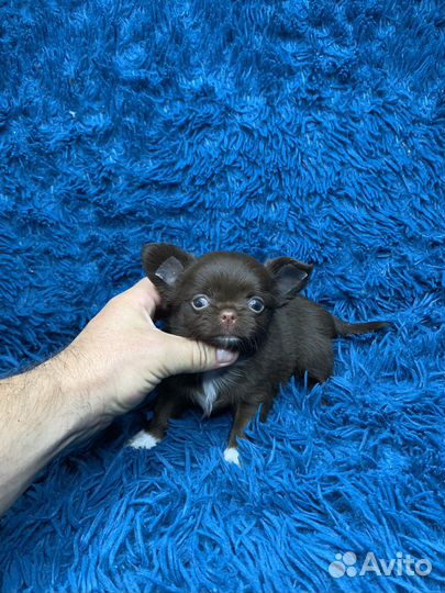 Шоко мальчик чихуахуа