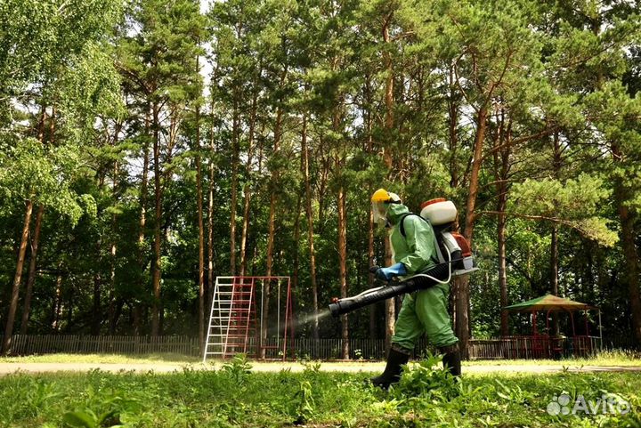 Уничтожение клопов тараканов грызунов блох