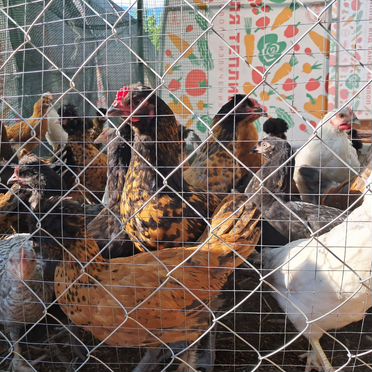 Молодые куры