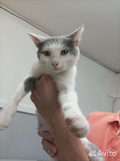 Котик на производстве ищет дом