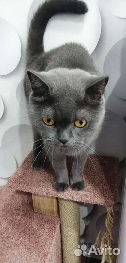 Шотландский кот