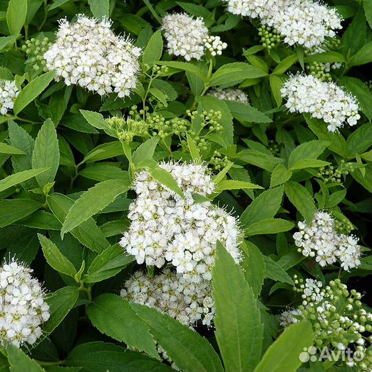 Спирея саженцы