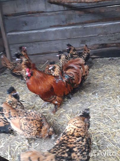 Инкубационное яйцо