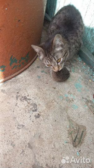 Кошечка в добрые руки, приучена к лотку