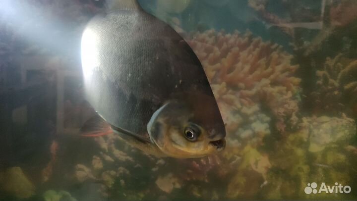 Красный паку. Пиранья